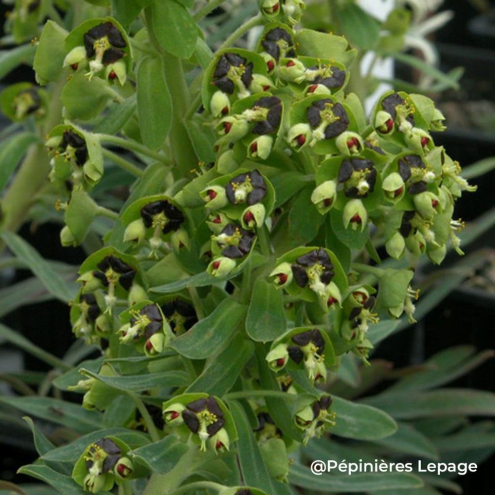 3 euphorbes des garrigues 'black pearl' (euphorbia characias 'black pearl')