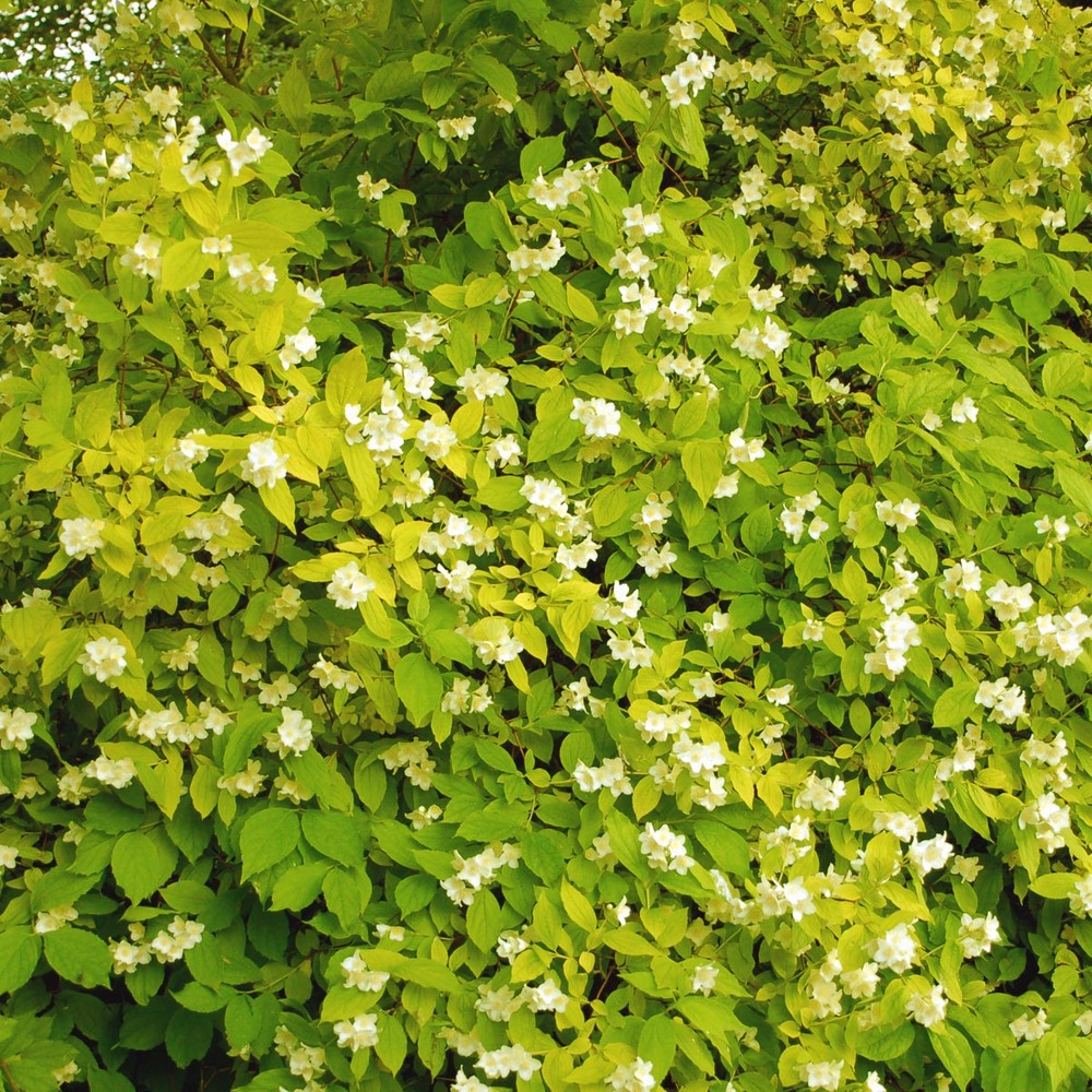 Seringat, jasmin des poètes 'aureus' pot de 2l/3l