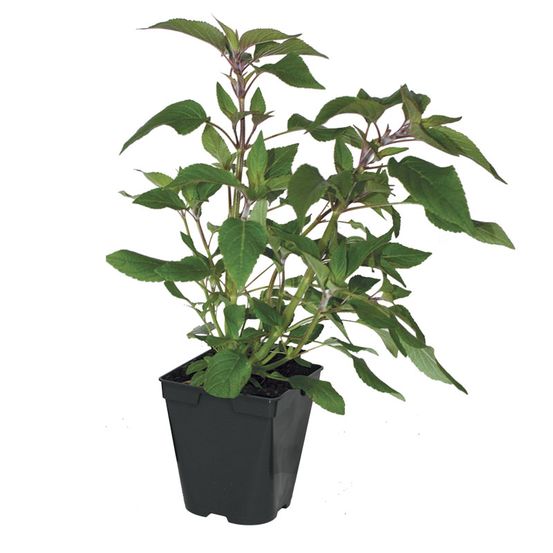 Plant de sauge ananas pot de 1l