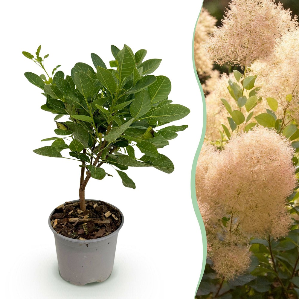 Cotinus coggyria young lady – pot 12 cm – hauteur 35 cm