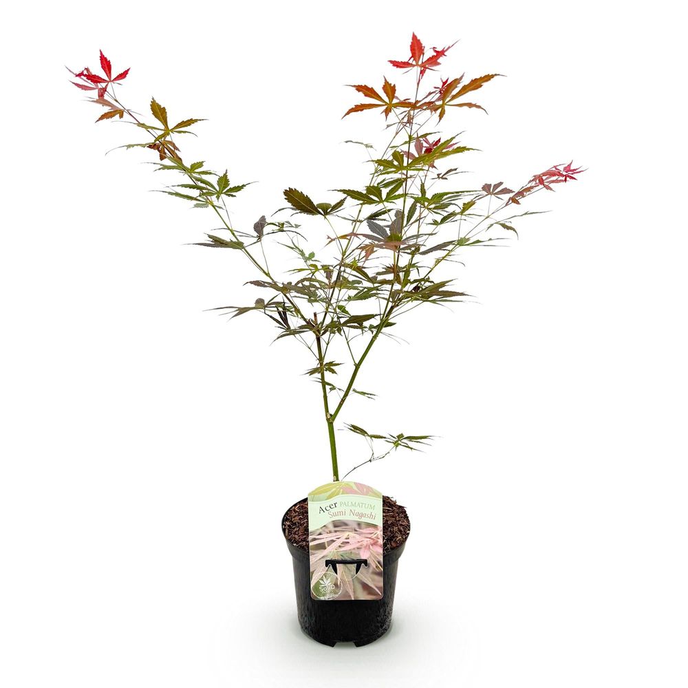 Érable du japon 'sumi-nagashi' - pot 19 cm - hauteur 70 cm - plante d'extérieur