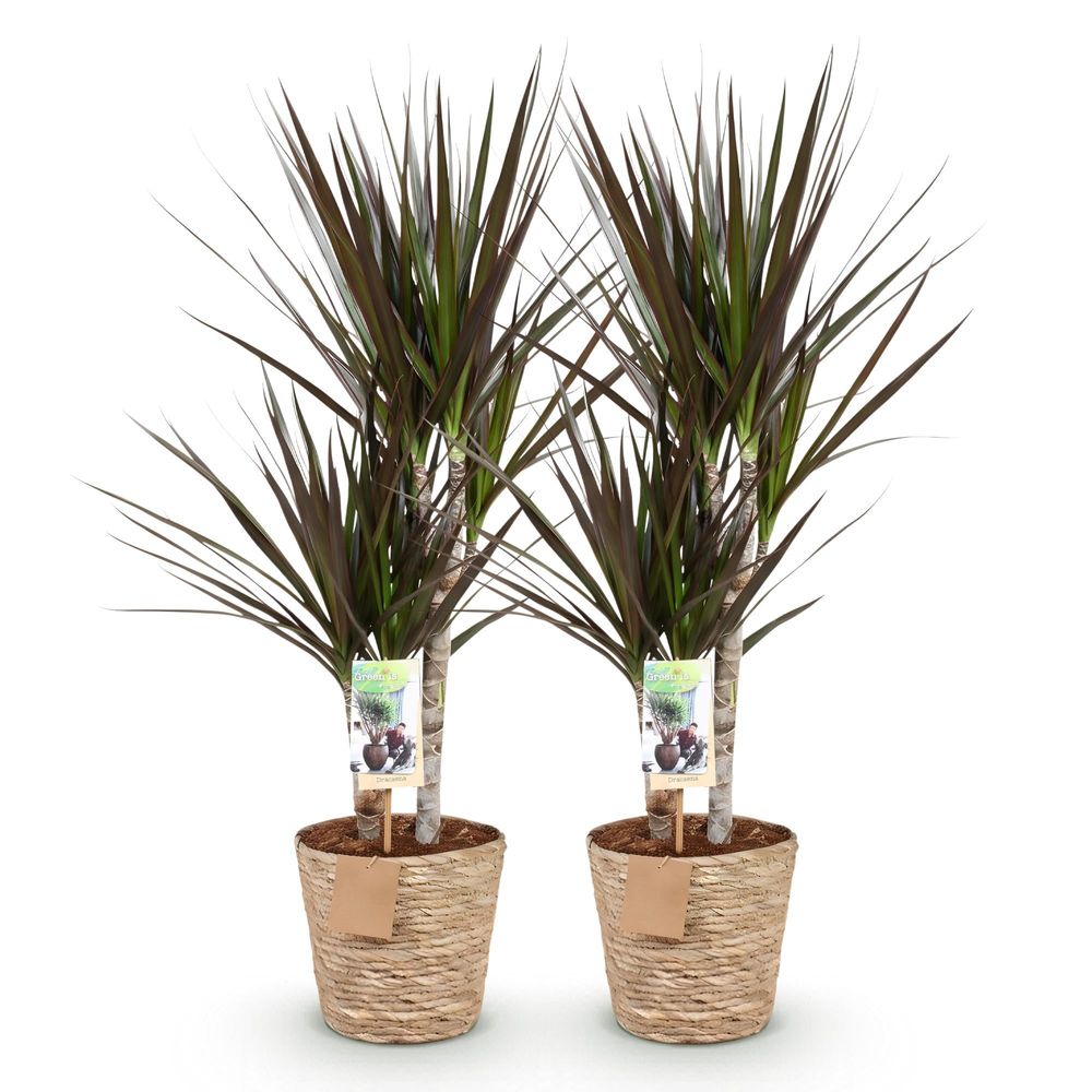 Dracaena magenta - arbre dragon - lot de 2 plantes - pot de 17cm - hauteur 70-80cm