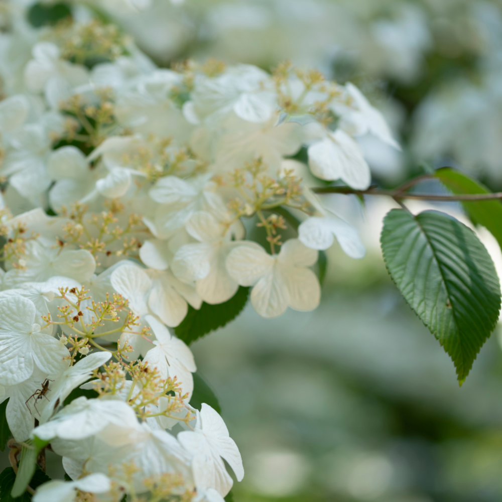 Viorne plissée kilimanjaro - viburnum plicatum kilimanjaro 40/60 cm pot 3l