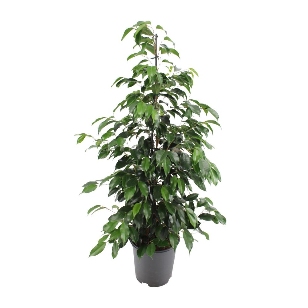 Ficus benjamina danielle - ø21cm - ↕95cm - plantes d'intérieur