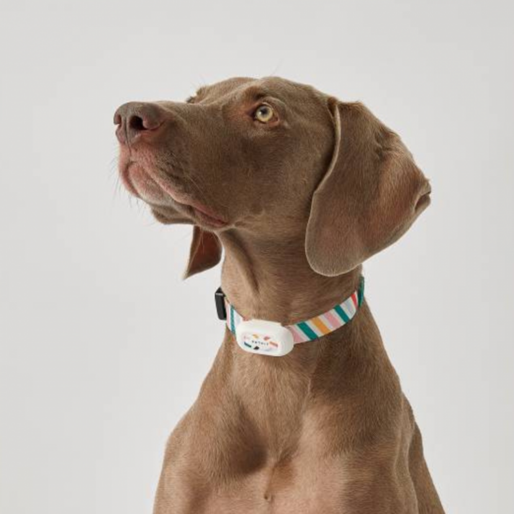 Collier analyseur d'activités pour chiens petit 24-35cm