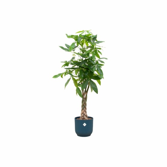 Pachira aquatica et son pot bleu - hauteur 160cm