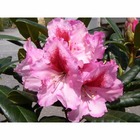 Rhododendron x 'diadem':conteneur 7.5l