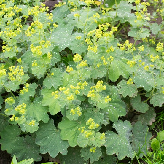 Alchemille vulgaris - le pot / ø 9cm, vendu par lot de 2