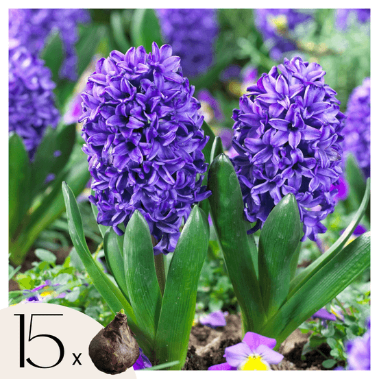 Jacinthe - set de 15 - hyacinthus 'blue trophy' - bulbes à fleurs - bleu