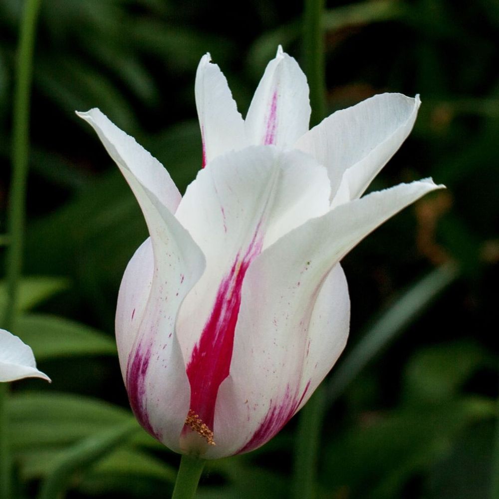 Tulipe fleur de lis 'marilyn' bulbe calibre 11+ (par 10)