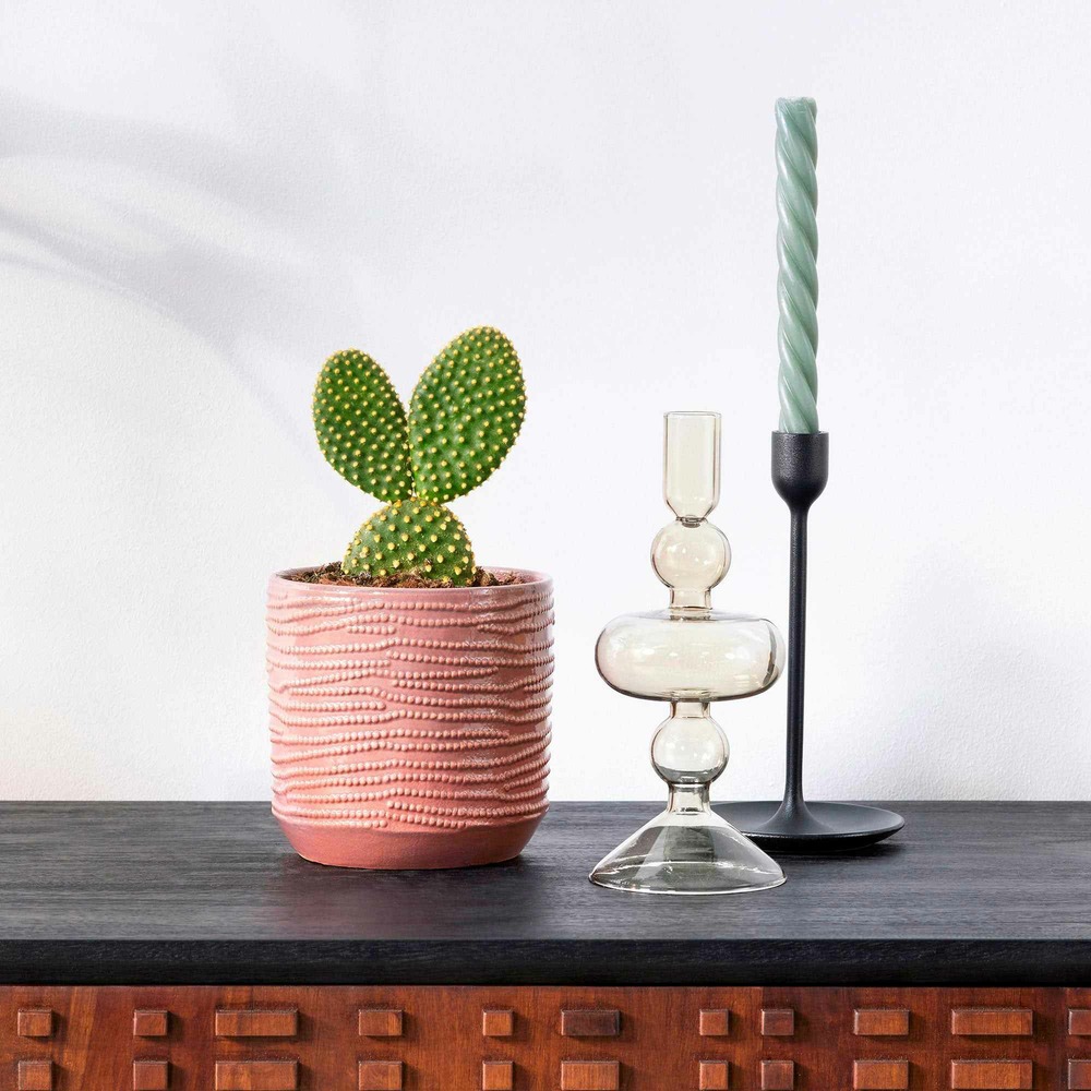 Cactus opuntia microdasys - le pot / ø 12cm / hauteur livrée 20-25cm