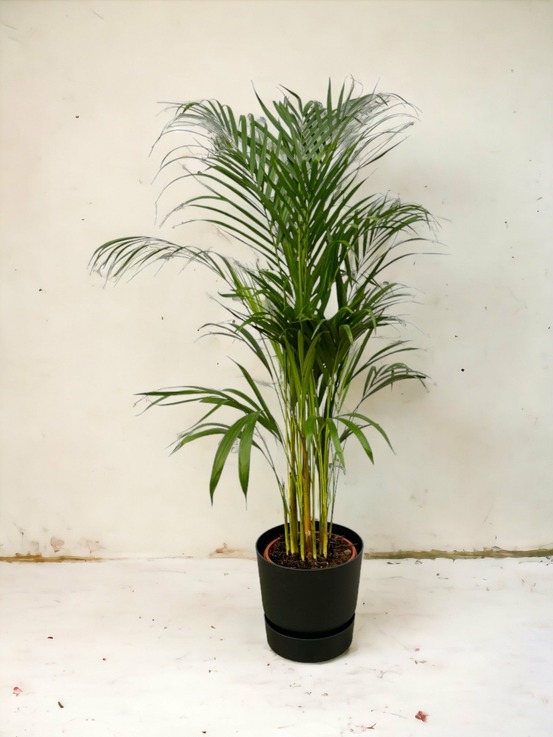 Grand palmier areca et son pot - hauteur 85cm