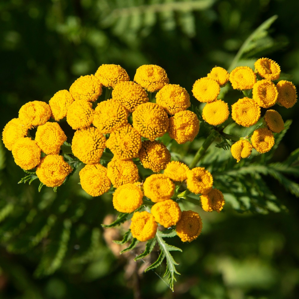 Tanaisie - le sachet de graines / 1g