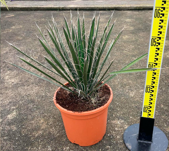 Yucca filifera (palmier de saint pierre) pot de 8 litres ? 60/80 cm