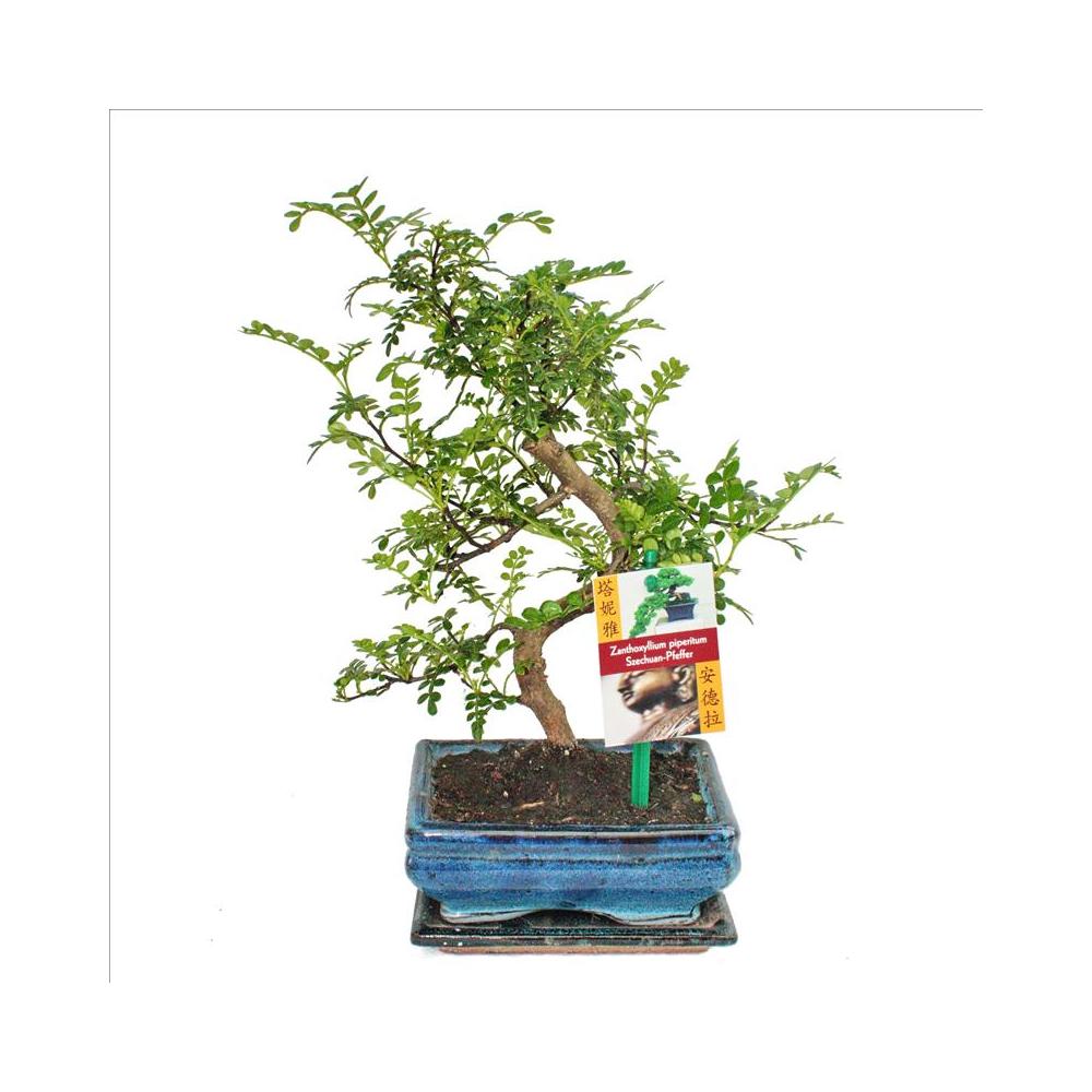 Poivre de bonsaï szechuan - zanthoxylum piperitum - ca. 6 ans
