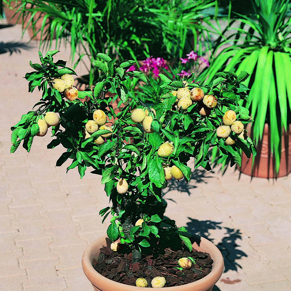 Prunier nain 'goldust' pot de 6l/7l, 1/4 de tige, tige de 40 cm