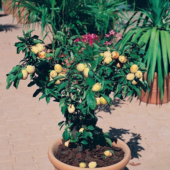 Prunier nain 'goldust' pot de 6l/7l, 1/4 de tige, tige de 40 cm