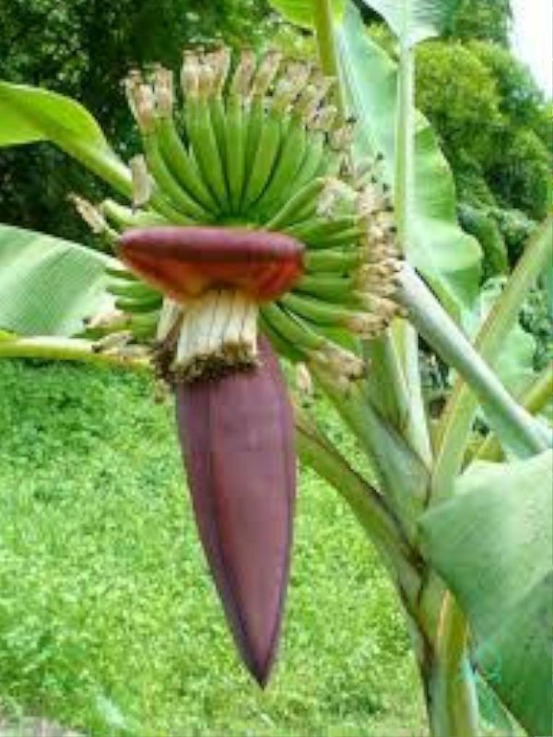 Bananier japonais, bajoo pot de 1,5l/2l