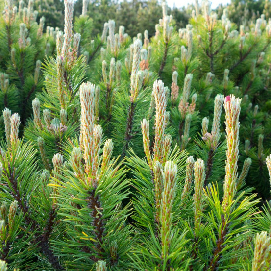 Pin mugo heideperle - pinus mugo heideperle 30/35cm pot 12l