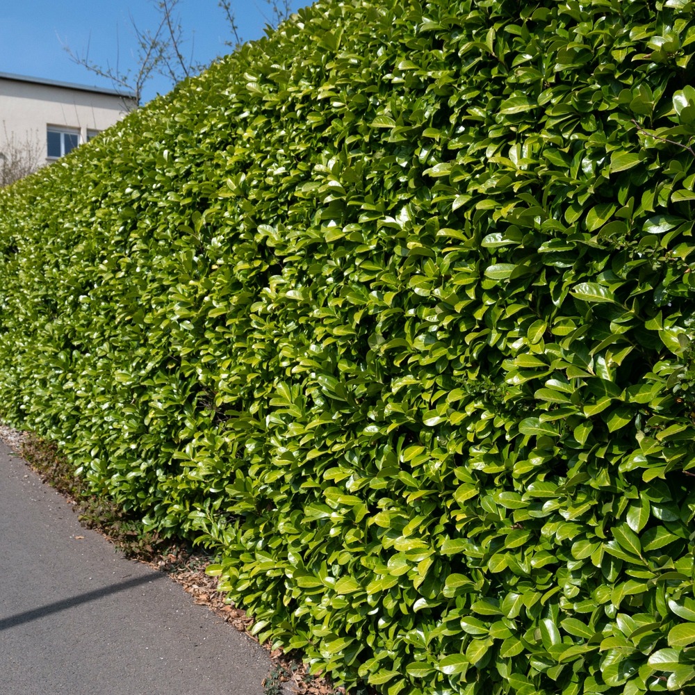 Laurier cerise - le pot / ø 9cm / hauteur livrée 30-40cm, vendu par lot de 2