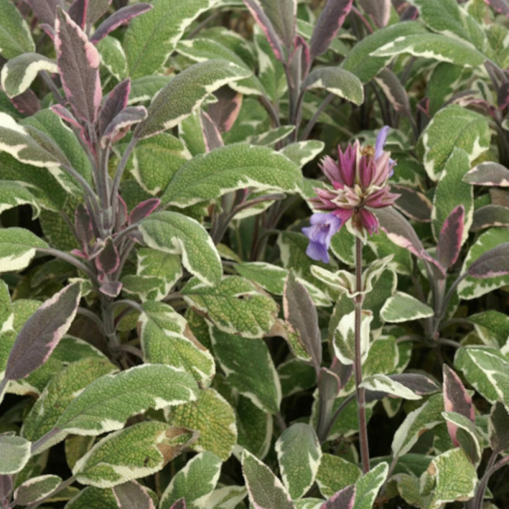 Sauge officinale tricolor godet - 5/20 cm