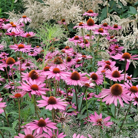 Rudbeckia pourpre 'pink parasol' le sachet de 64 graines environ (0,3g)