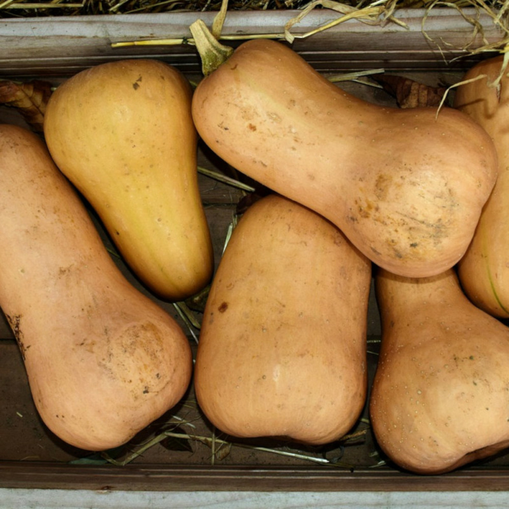 Graines de courge butternut waltham - vilmorin sachet