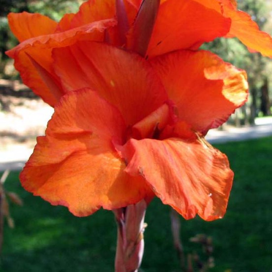 Canna 'wyoming' bulbe calibre i (par 3)
