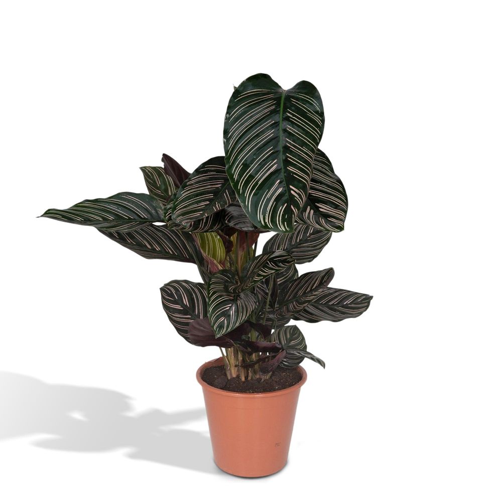 Calathea ornata - ø19cm - ↕75cm - plantes d'intérieur