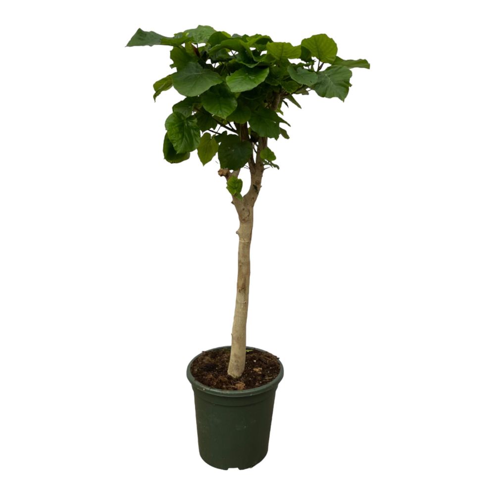 Ficus umbellata sur tige - plantes d'intérieur