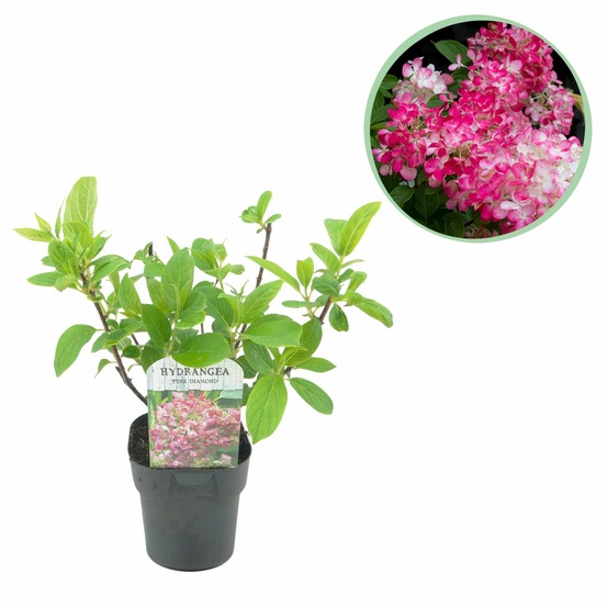 Hortensia pink diamond – pot 17 cm – hauteur 50 cm
