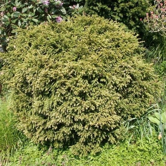 Taxus baccata formé en boule - topiaire d'if pot de 7,5l/10l, boule