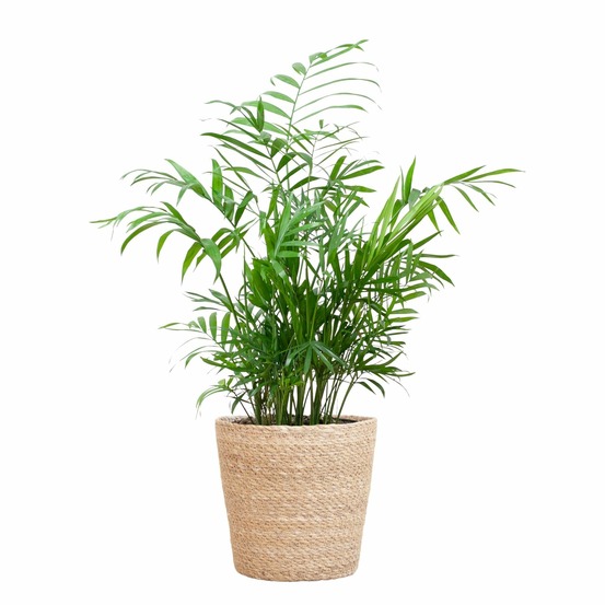 Chamadorea elegans et son pot panier naturel - hauteur 55cm