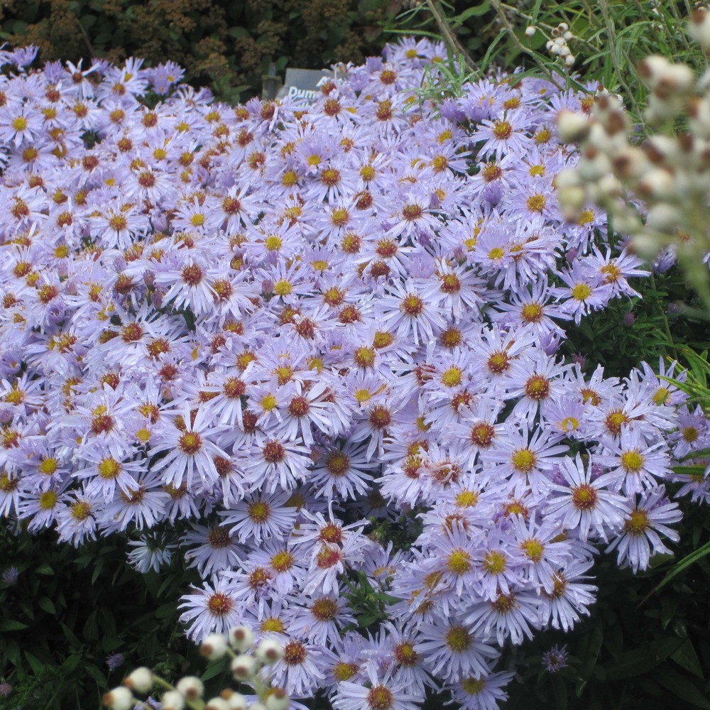 Aster nain 'silberblaukissen' godet de 8/9 cm