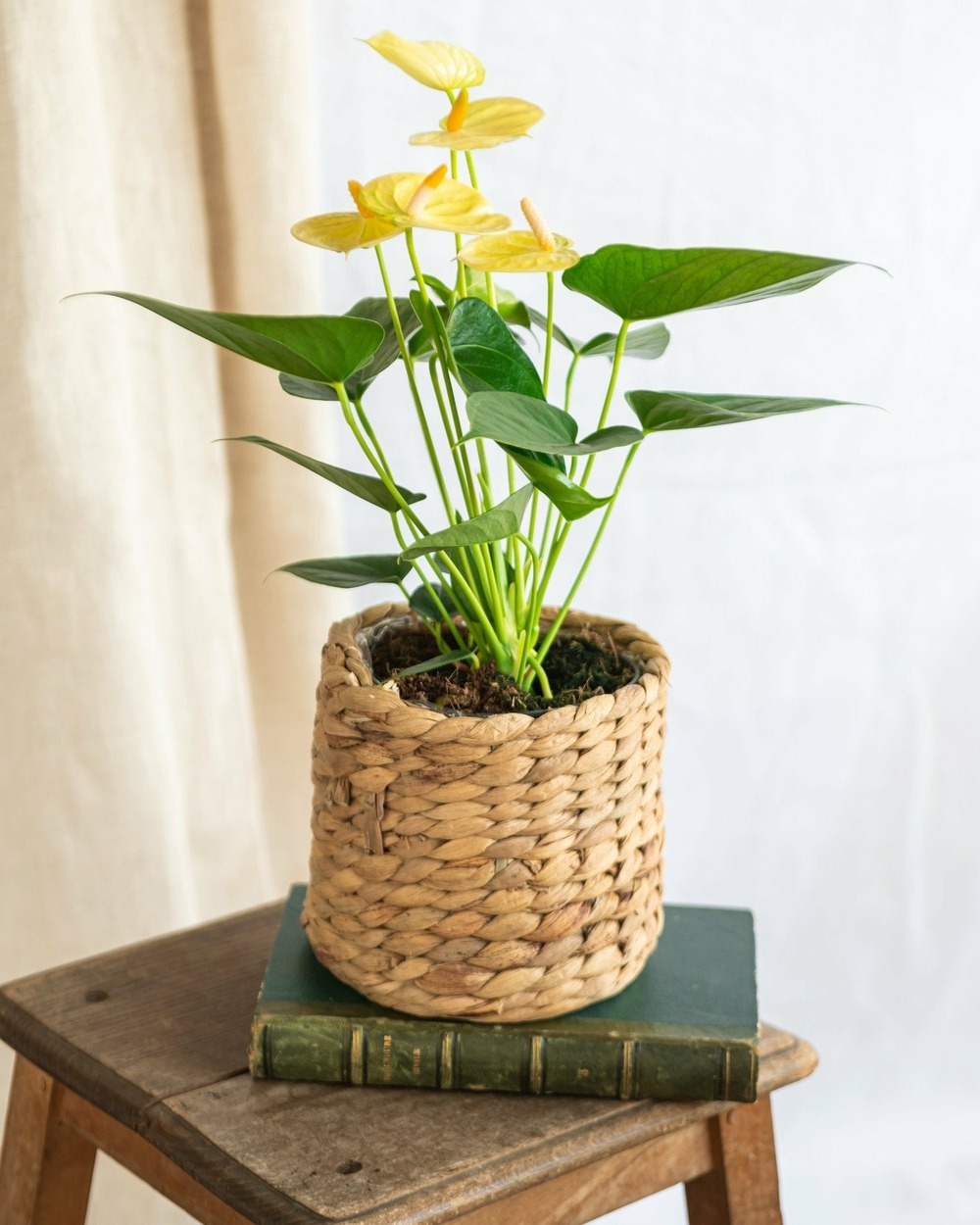 Plante d'intérieur - anthurium citron 40cm