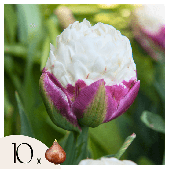Tulipe - set de 10 - tulipa 'ice cream' - bulbes à fleurs - violet