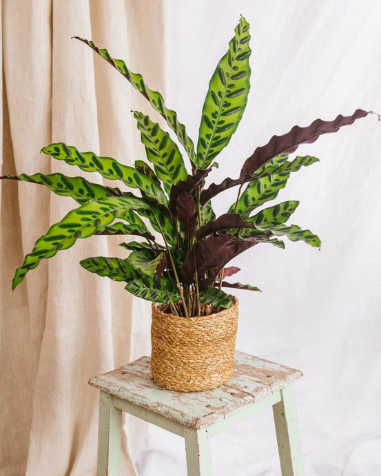 Calathea lancifolia l 50cm - plante d'intérieur