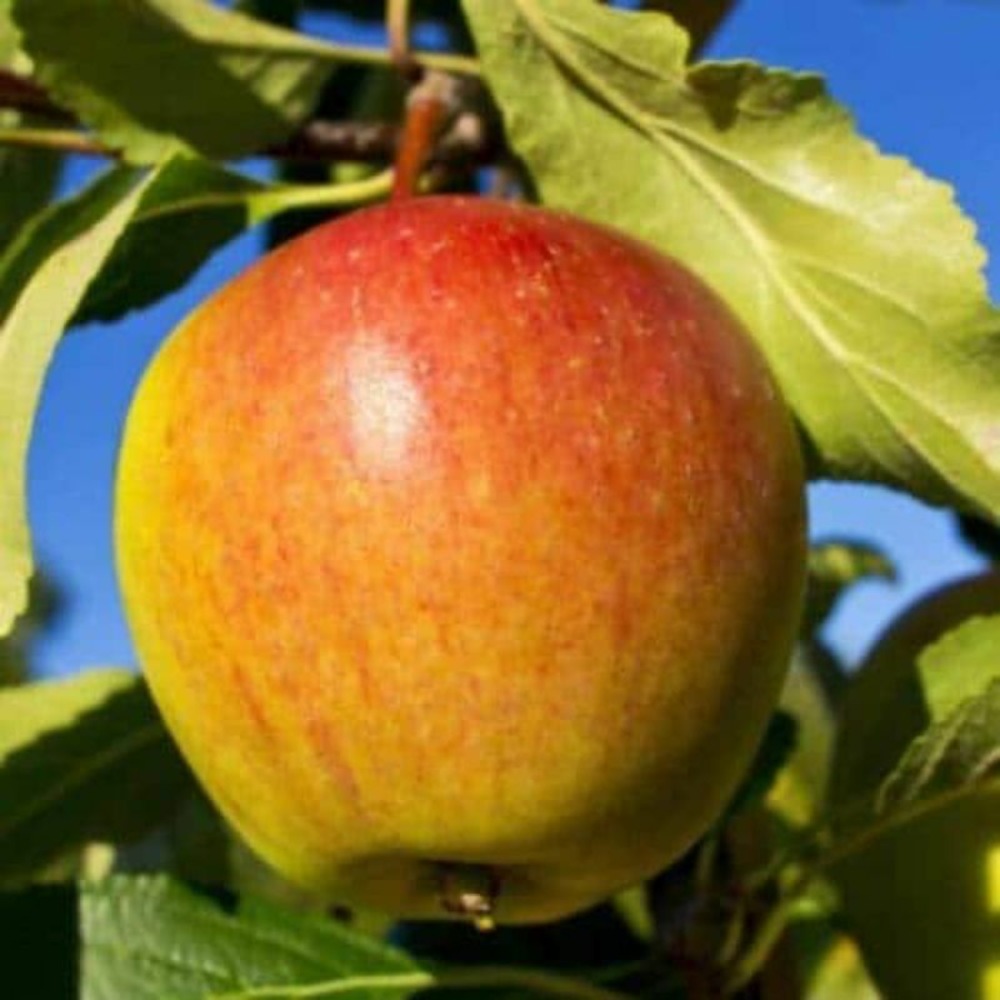 Pommier 'cox orange pippin' (malus domestica 'cox orange pippin')