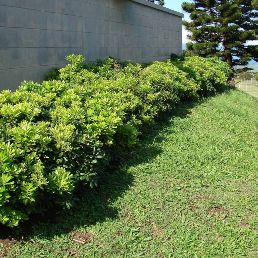 Pittosporum de chine, pittospore pot de 3l - 20/40 cm