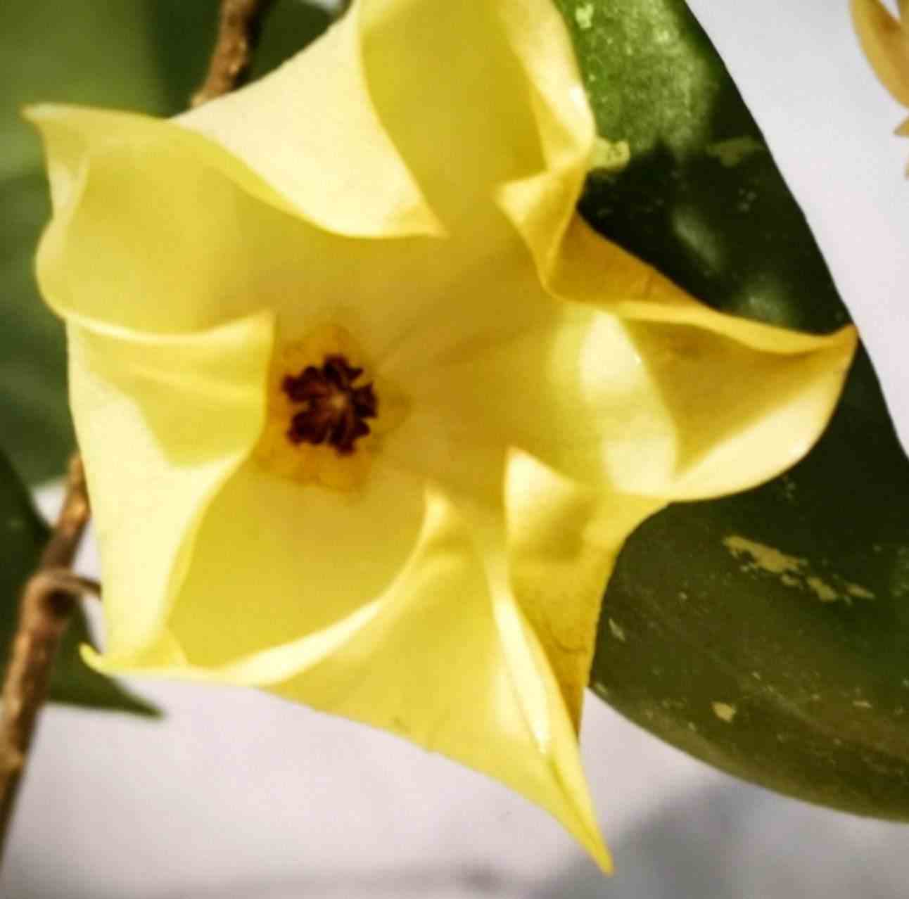 Hoya mappigera yellow (fleur de porcelaine, fleur de cire)   jaune - taille pot de 2 litres - 20/40 cm