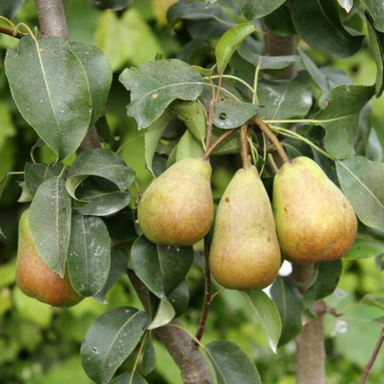 Poirier louisa 120cm pot 5l arbuste tige - pyrus communis