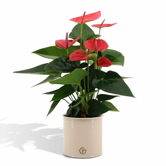 Anthurium andreanum sweet dream et son pot crème - hauteur 45cm