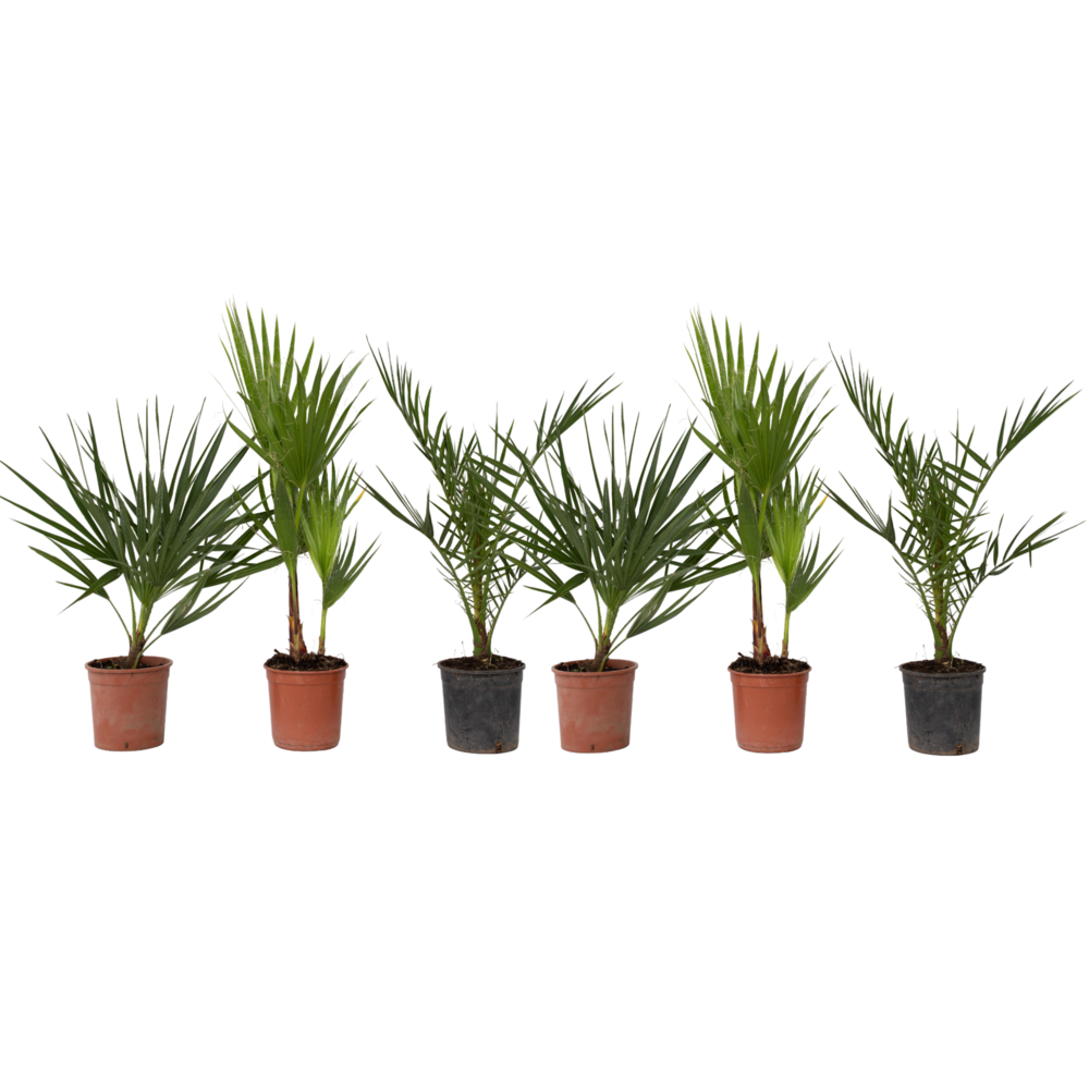 Mélange de palmiers d'extérieur - set de 6 - hauteur 50-70cm - ⌀15cm
