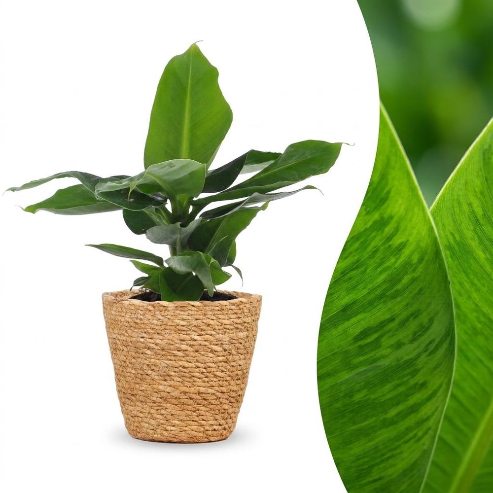 Musa oriental dwarf - bananier nain oriental - pot de 12cm - plantes d'intérieur