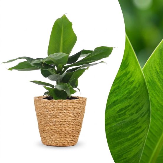 Musa oriental dwarf - bananier nain oriental - pot de 12cm - plantes d'intérieur