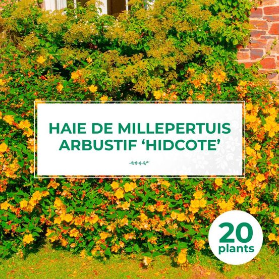 KIT HAIE BASSE MILLE 20P GF400-(766701)
