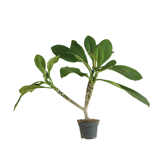 Plumeria frangipanier - arbre du temple - plantes d'intérieur fleuries - h. 60-70 cm - p. 17 cm