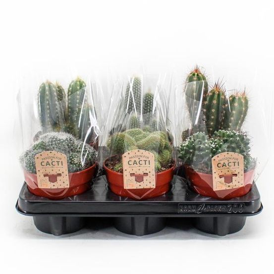 Cactus mix p12 - 6