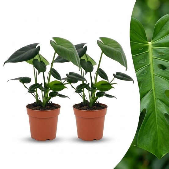 Monstera deliciosa - pot de 12cm - plantes d'intérieur