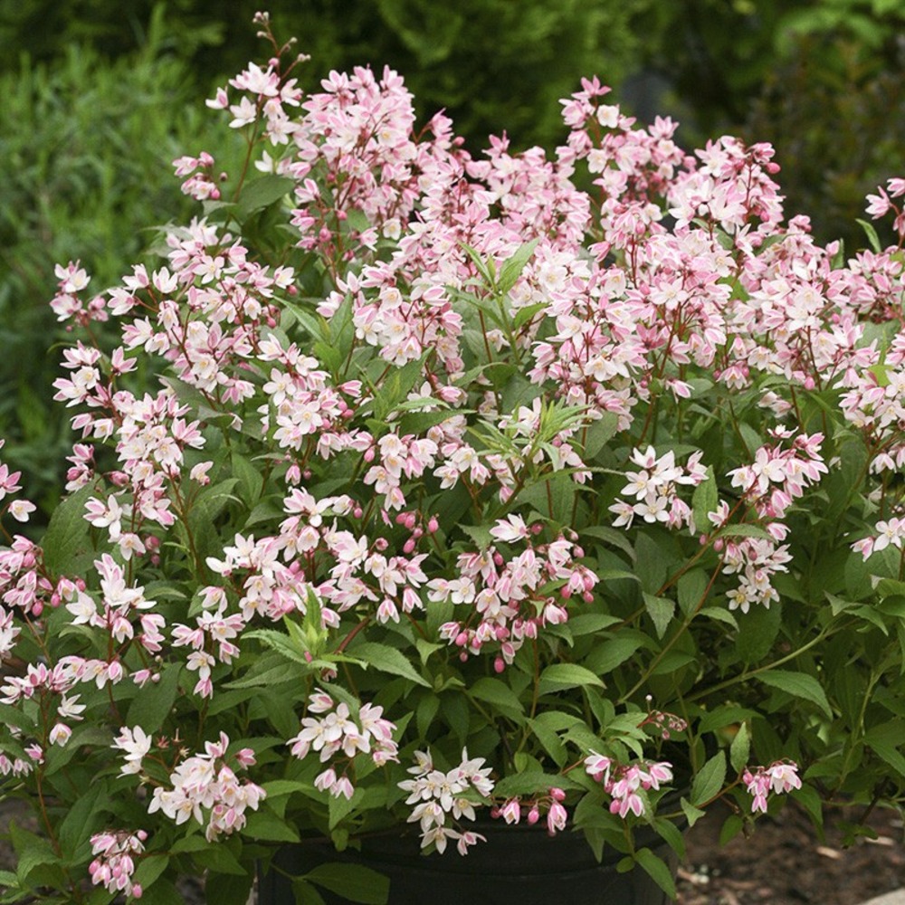 Deutzia 'yuki cherry blossom' pot de 2l/3l